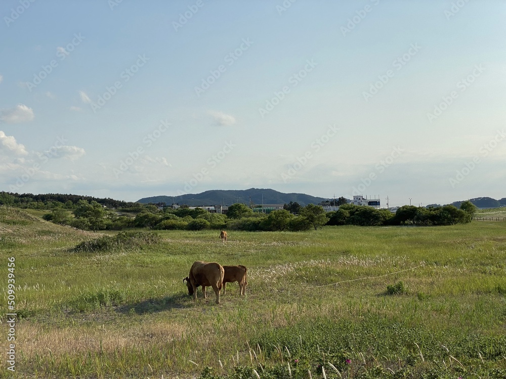 Sinduri Coastal Sand Dunes in Korea