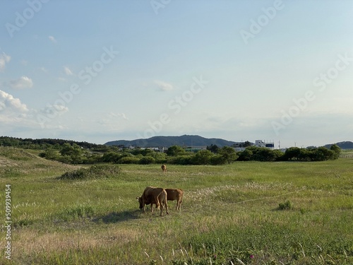 Sinduri Coastal Sand Dunes in Korea