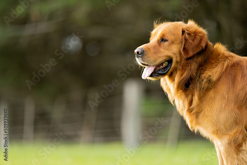 kelpie dog in the australian bush in a park photo