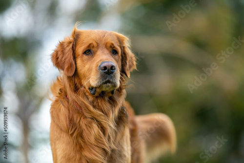 kelpie dog in the australian bush in a park photo