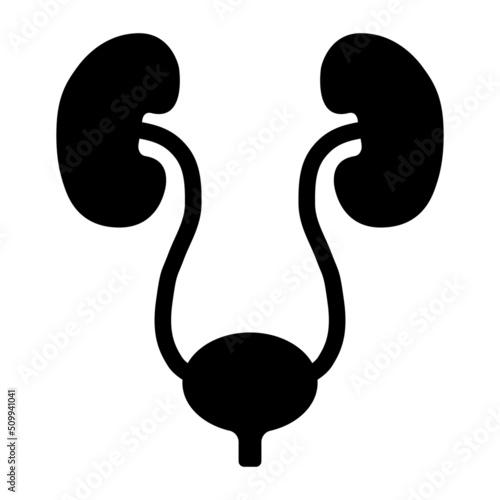 Urology health human icon, anatomy medical body bladder sign, biology vector illustration