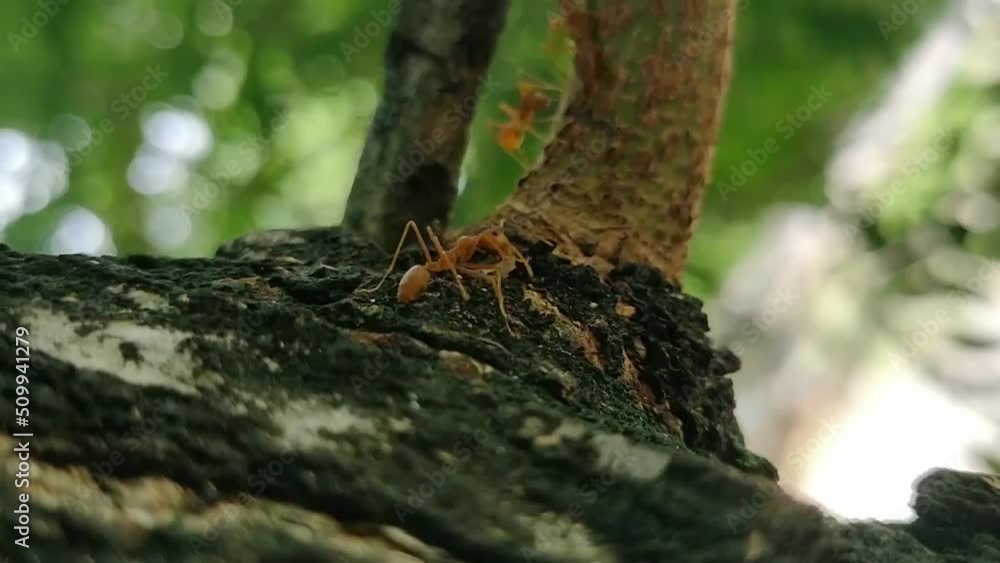 4k swarms of red ants walking together foraging for food, harmony, communication, suitable for work processes, cooperation transportation 4k swarms of red ants walking together foraging for food, harmony, communication, suitable for work processes, cooperation transportation