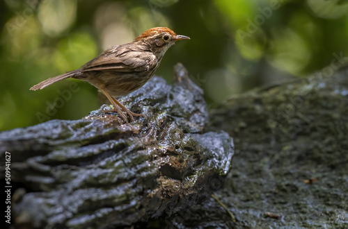 The Puff-throated babbler or spotted babbler perching on log , Thailand photo