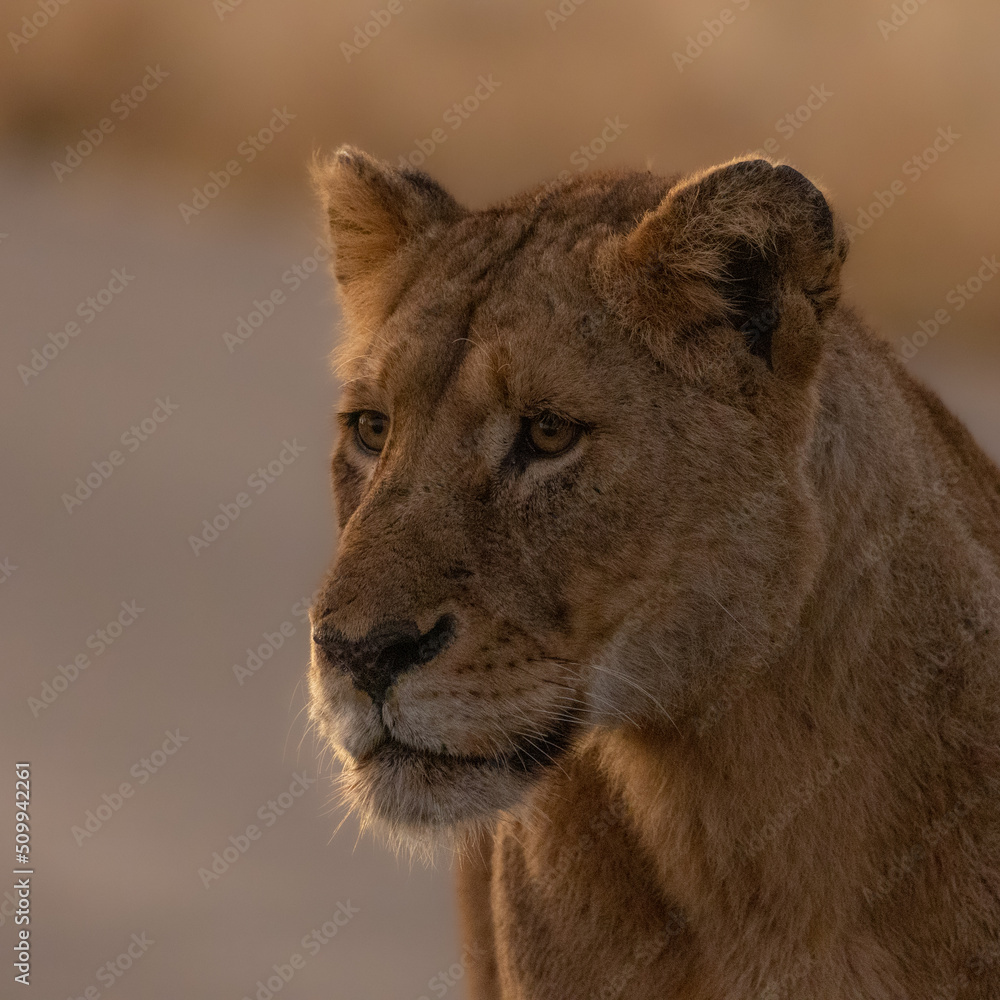 Fototapeta premium a big lioness on the road