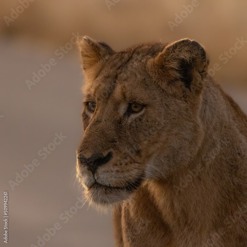 a big lioness on the road
