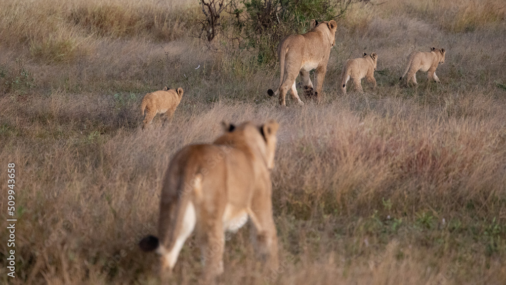 Lionesses with cubs on the move