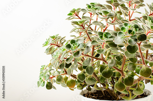 Aichryson domesticum. The houseplant is a succulent. Copy space photo