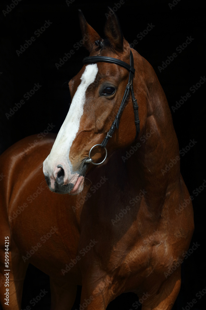 Young race sports horse portrait in dark stable Young race sports horse portrait in dark stable
