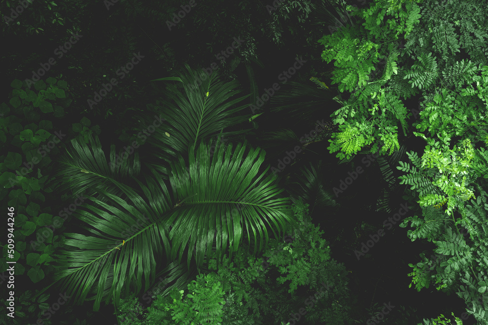 Earth Day eco concept with tropical forest nature scene background, natural forestation preservation scene with canopy tree in the wild jungle, concept on sustainability and environmental renewable