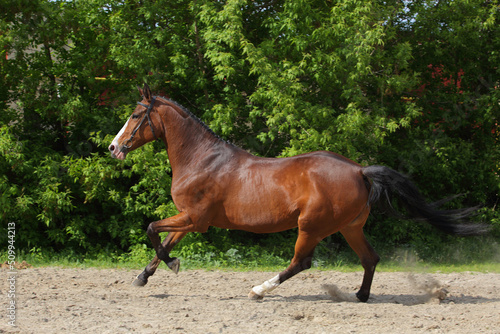 Thoroughbrd race horse run and play in ranch meadow © horsemen