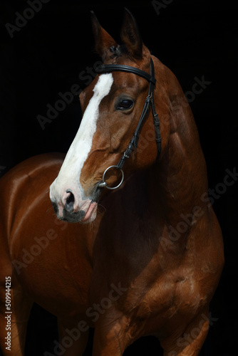 Young race sports horse portrait in dark stable 