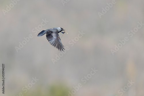 A western jackdaw (Coloeus monedula) flying with nest material. © Bouke