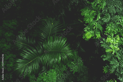 Earth Day eco concept with tropical forest nature scene background  natural forestation preservation scene with canopy tree in the wild jungle  concept on sustainability and environmental renewable