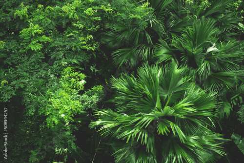 Earth Day eco concept with tropical forest nature scene background  natural forestation preservation scene with canopy tree in the wild jungle  concept on sustainability and environmental renewable
