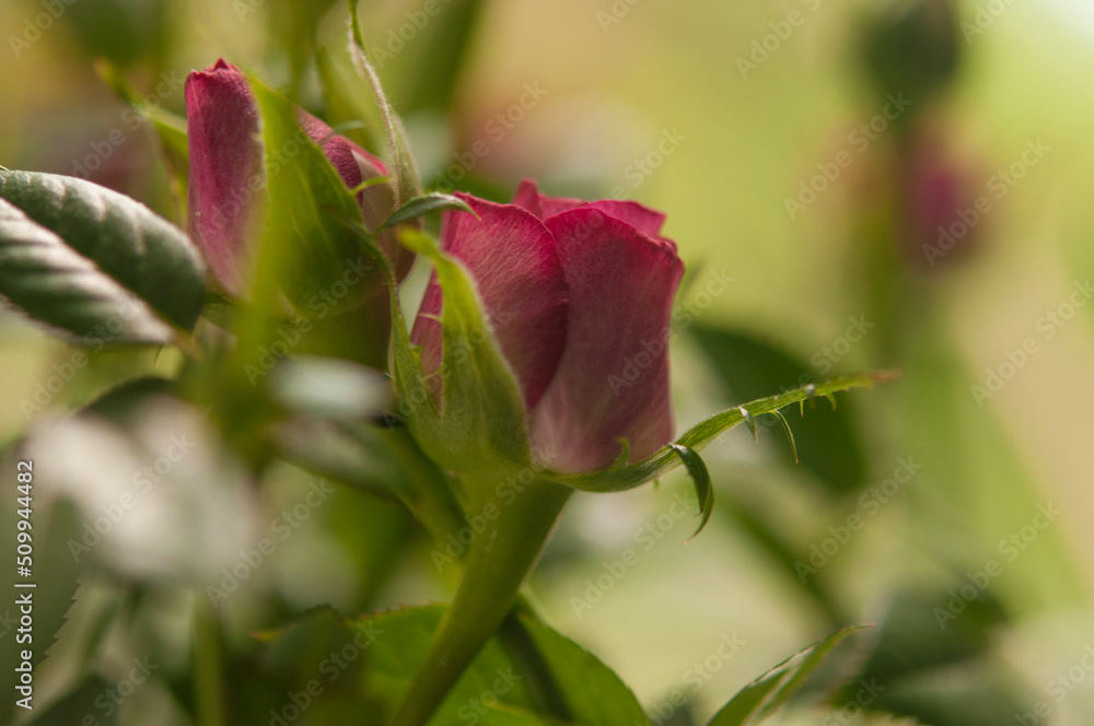 A blossoming bud of a red rose on a gray background. Flowers in pots. Small depth of field. A blossoming bud of a red rose on a gray background. Flowers in pots. Small depth of field.