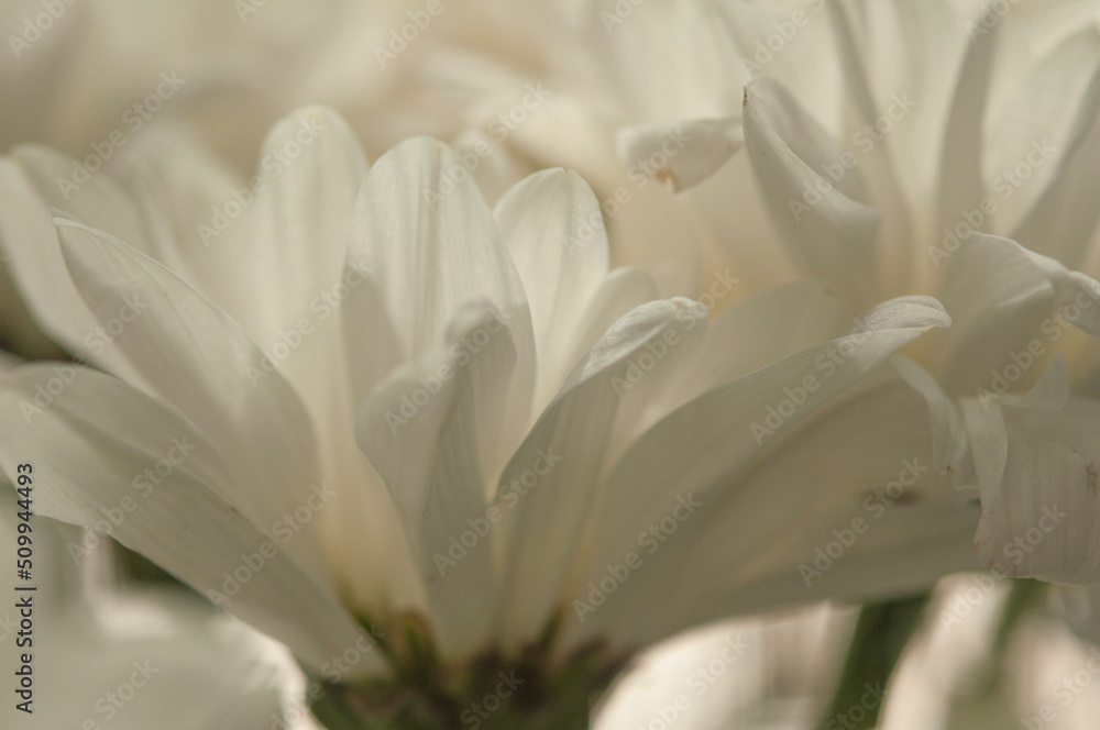Obraz premium macro white chrysanthemum. floral background with petal texture.