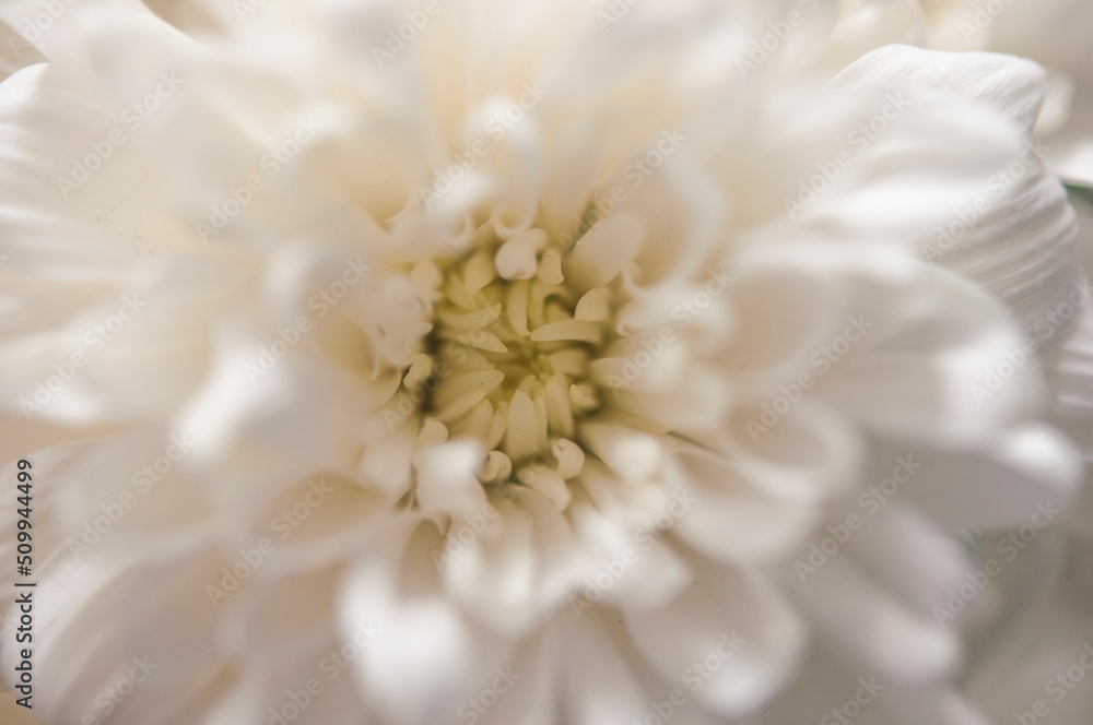 Obraz premium macro white chrysanthemum. floral background with petal texture.