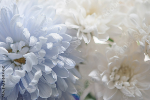 macro white chrysanthemum. floral background with petal texture. © vadim yerofeyev