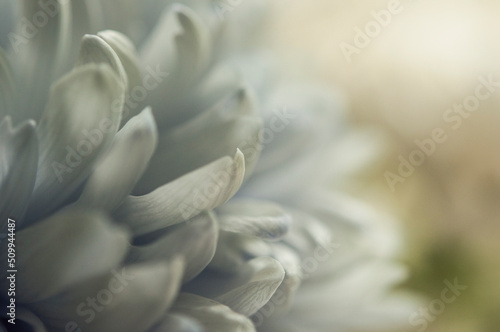Fototapeta Naklejka Na Ścianę i Meble -  macro white chrysanthemum. floral background with petal texture.