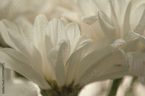 macro white chrysanthemum. floral background with petal texture.