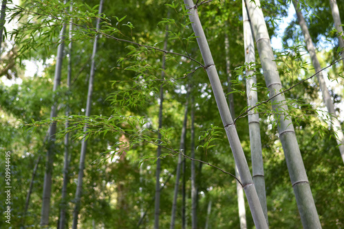 竹林は日本や中国の涼しげな緑の森。自然の風に笹が揺れる竹藪で七夕の竹取。