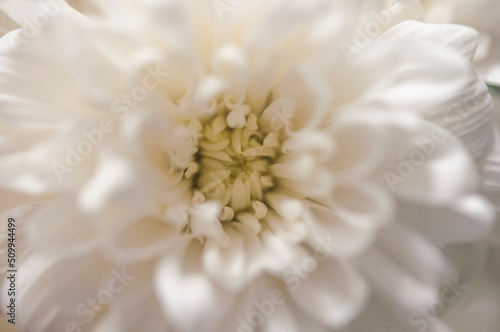 macro white chrysanthemum. floral background with petal texture.