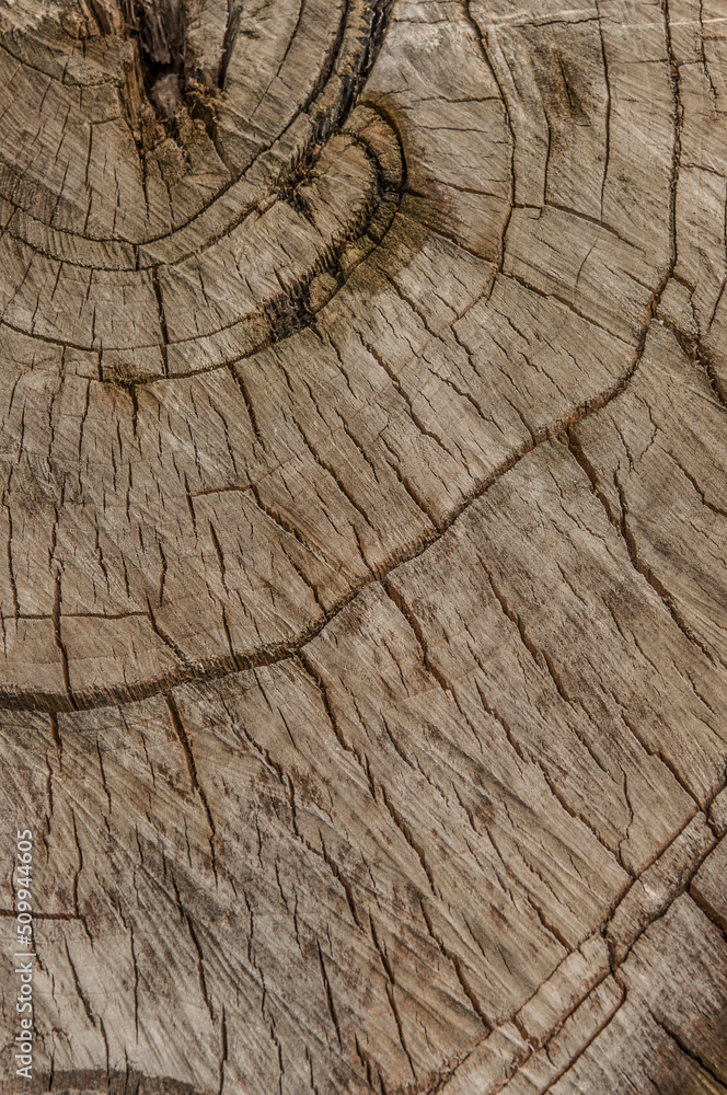 Fototapeta premium texture background tree cut annual rings