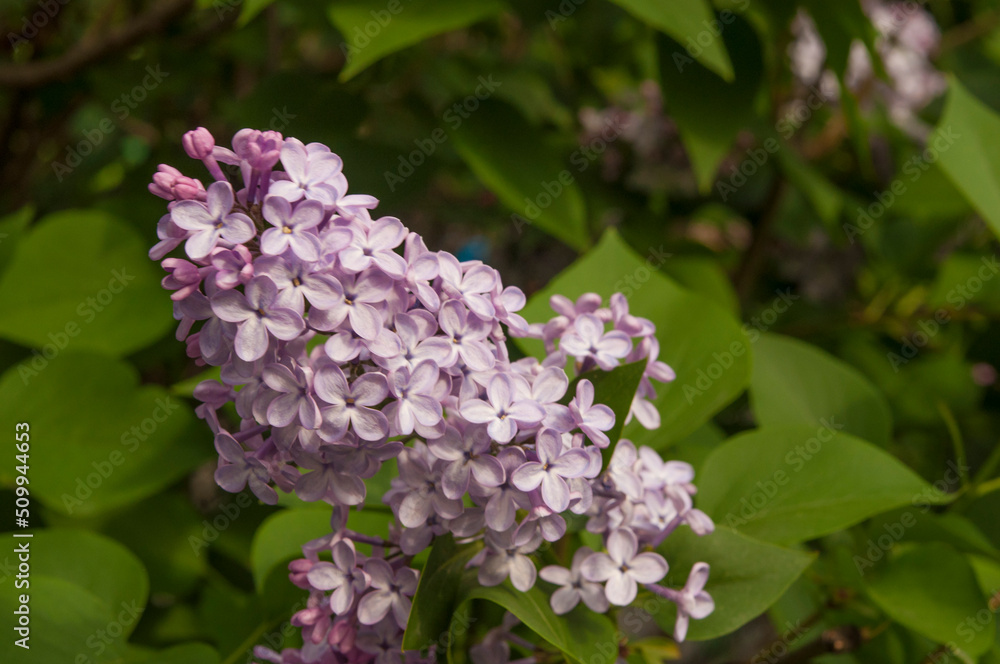 Big lilac branch bloom. Bright blooms of spring lilacs bush. Spring blue lilac flowers close-up on blurred background. Big lilac branch bloom. Bright blooms of spring lilacs bush. Spring blue lilac flowers close-up on blurred background.