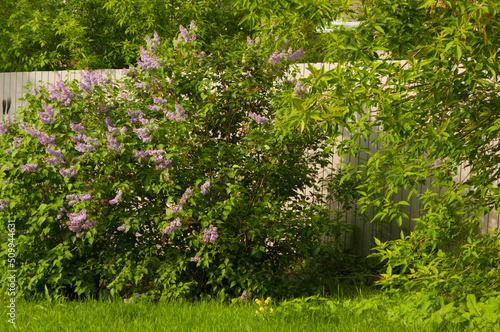 Big lilac branch bloom. Bright blooms of spring lilacs bush. Spring blue lilac flowers close-up on blurred background.