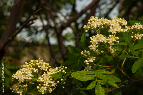 Blooming white rowan flowers on a green background