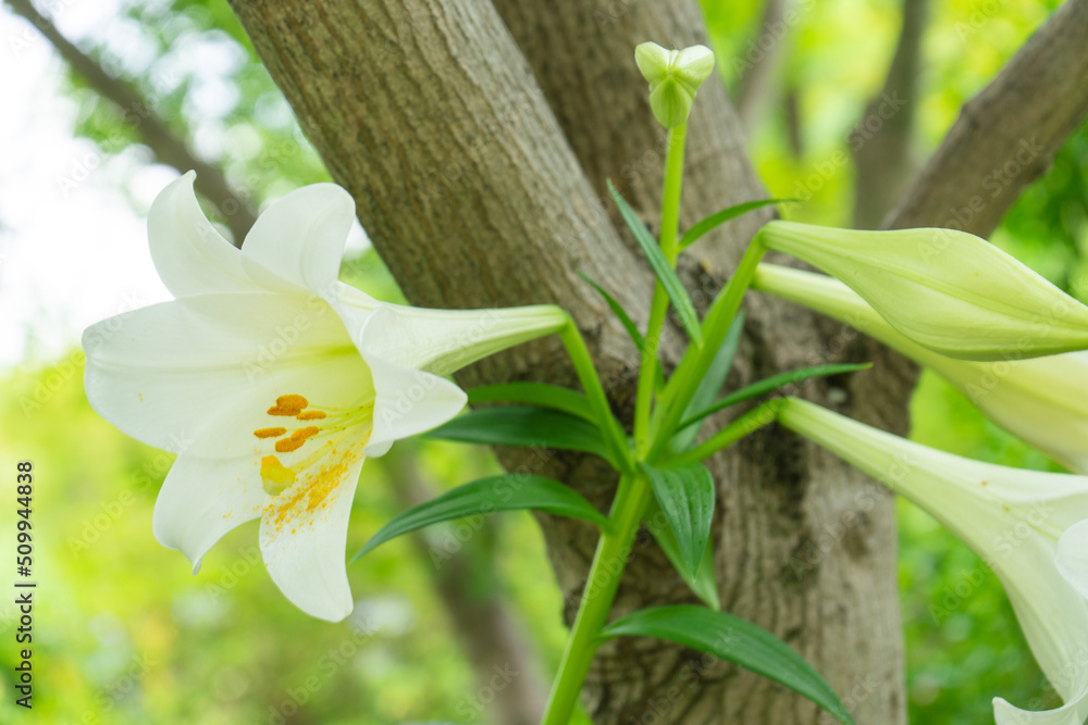 Obraz premium ユリ