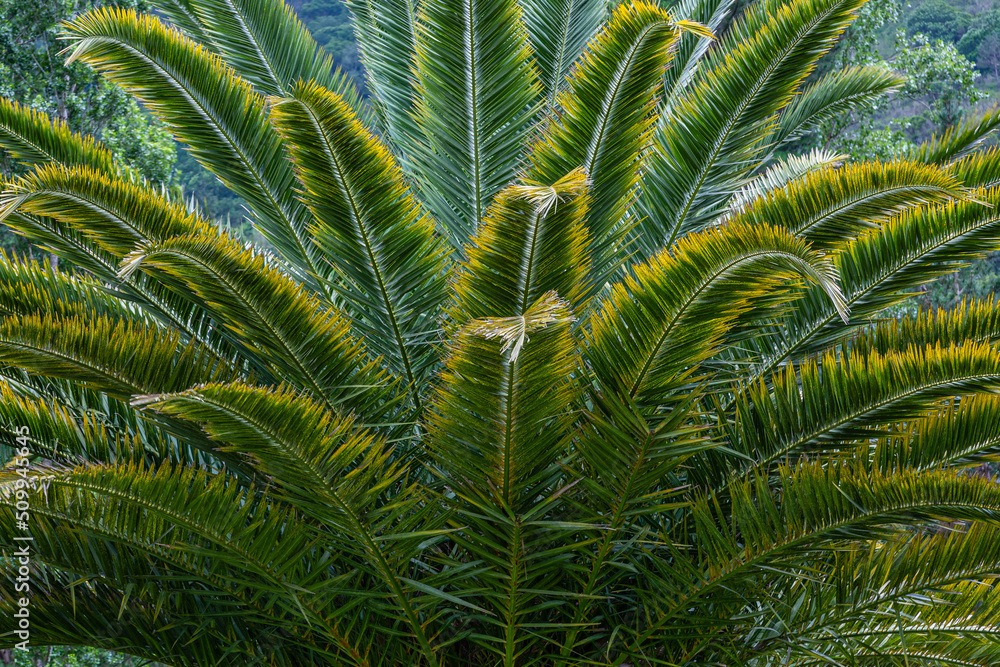 Detail of the leaves of an ornamental palm tree.