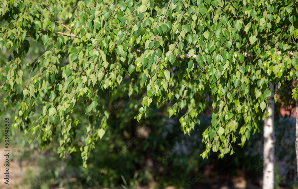 Green plants in spring on a blurred background of nature. Green plants in spring on a blurred background of nature.