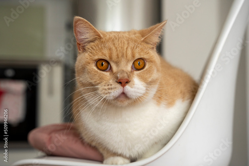Piękny kot brytyjski patrzy brązowymi oczami prosto w kamerę.