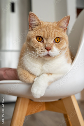 Piękny kot brytyjski patrzy brązowymi oczami prosto w kamerę.