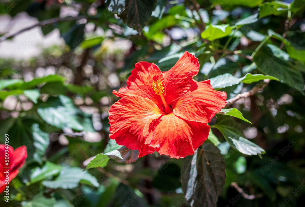 Hawaiian hibiscus - Hibisco hawaiano Hawaiian hibiscus - Hibisco hawaiano