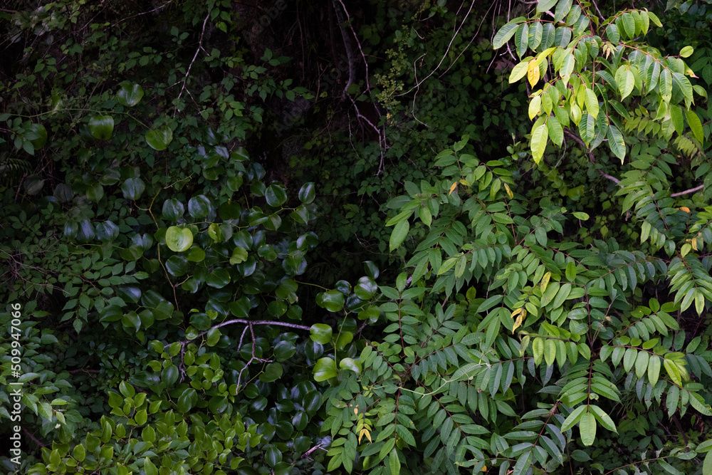 Fototapeta premium The leaves of the trees growing thick, seen from above 4