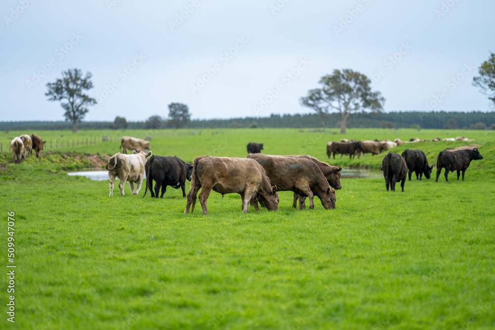 beautiful cattle in Australia eating grass, grazing on pasture. Herd of cows free range beef being regenerative raised on an agricultural farm. Sustainable farming beautiful cattle in Australia eating grass, grazing on pasture. Herd of cows free range beef being regenerative raised on an agricultural farm. Sustainable farming