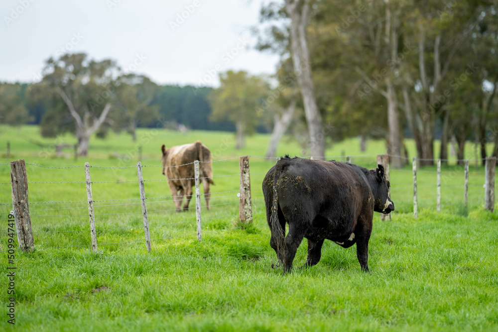 Angus, wagyu and murray grey beef bulls and cows in a field, being grass fed on a hill in Australia. in the evening light, in golden hour, lush long pasture. Angus, wagyu and murray grey beef bulls and cows in a field, being grass fed on a hill in Australia. in the evening light, in golden hour, lush long pasture.