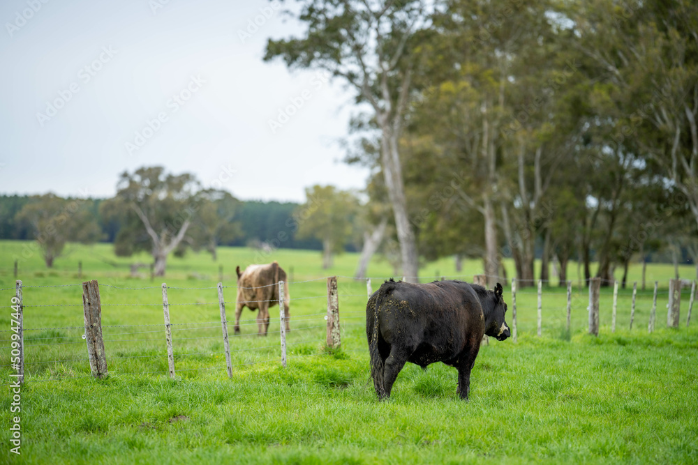 beautiful cattle in Australia eating grass, grazing on pasture. Herd of cows free range beef being regenerative raised on an agricultural farm. Sustainable farming beautiful cattle in Australia eating grass, grazing on pasture. Herd of cows free range beef being regenerative raised on an agricultural farm. Sustainable farming