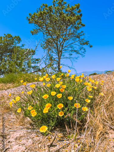 Vibrant orange Caifornia Poppies blooming on an ocean bluff on a sunny spring day photo