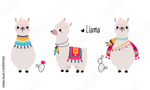 Pretty Wooly Llama or Alpaca Wearing Knitted Blanket Standing Vector Set
