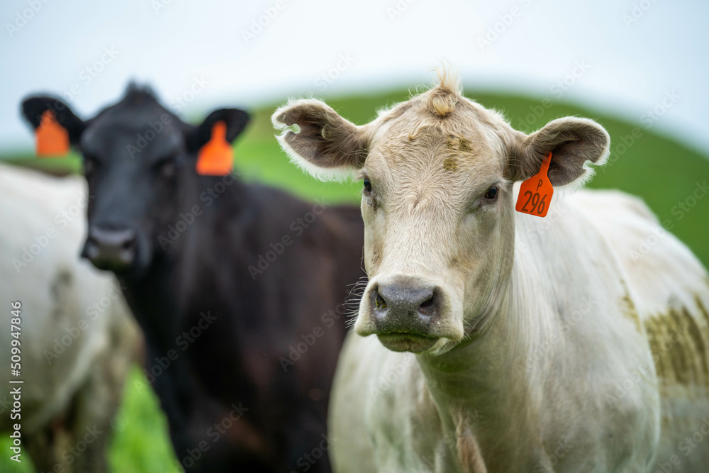Stud Angus, wagyu, Murray grey, Dairy and beef Cows and Bulls grazing on grass and pasture in a field. The animals are organic and free range, being grown on an agricultural farm in Australia. Stud Angus, wagyu, Murray grey, Dairy and beef Cows and Bulls grazing on grass and pasture in a field. The animals are organic and free range, being grown on an agricultural farm in Australia.
