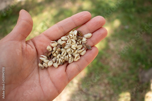 Palm inflorescences on the palm of the hand. Fresh white flowers and dried brown flowers. Palm tree floral detail.