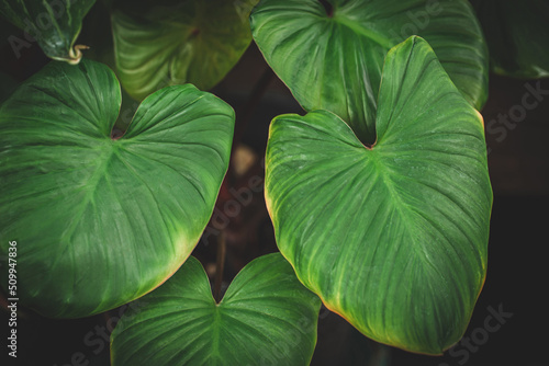 Natural tropical green leaves on dark background  nature summer forest plant concept. Minimal tropical leaves houseplant home decor.