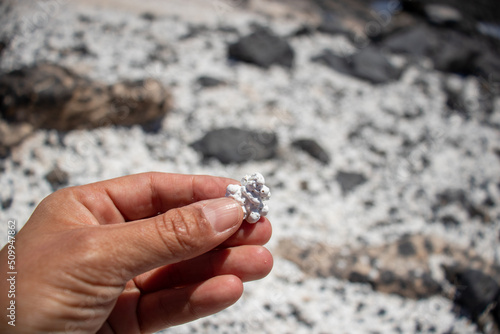 Rhodolith between the fingers. Red algae that looks like popcorn at the popular popcorn beach in the Canary Islands. Rhodolith beach in the north of Fuerteventura. Sand formation from calcareous algae
