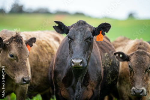 Stud Angus, wagyu, Murray grey, Dairy and beef Cows and Bulls grazing on grass and pasture in a field. The animals are organic and free range, being grown on an agricultural farm in Australia.