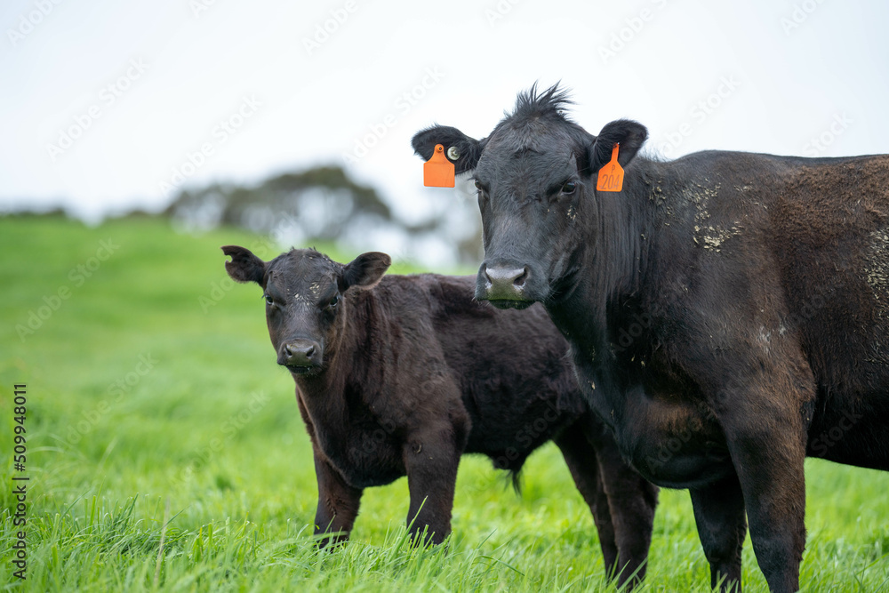 Stud Angus, wagyu, Murray grey, Dairy and beef Cows and Bulls grazing on grass and pasture in a field. The animals are organic and free range, being grown on an agricultural farm in Australia.