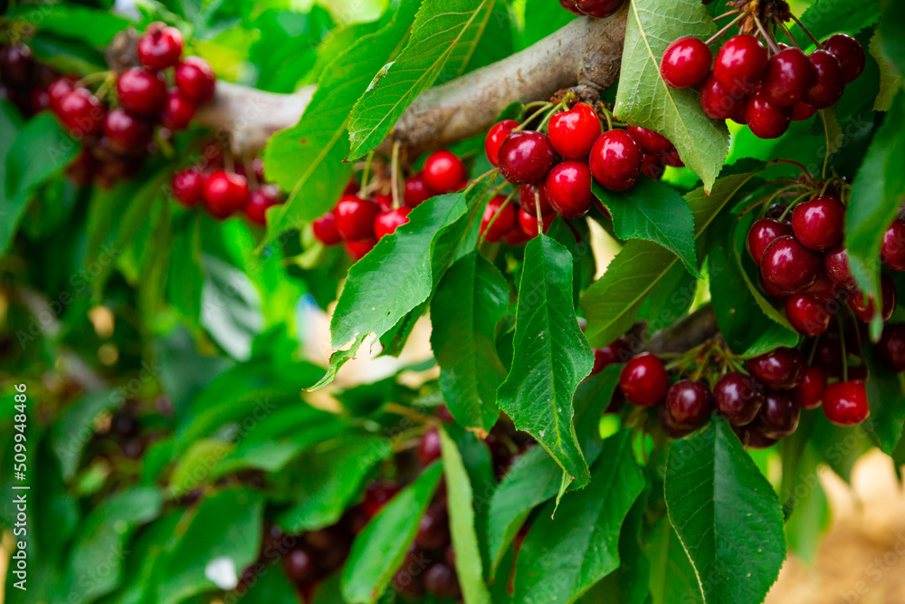 Ripe red sweet cherries hanging on tree in garden, harvest season