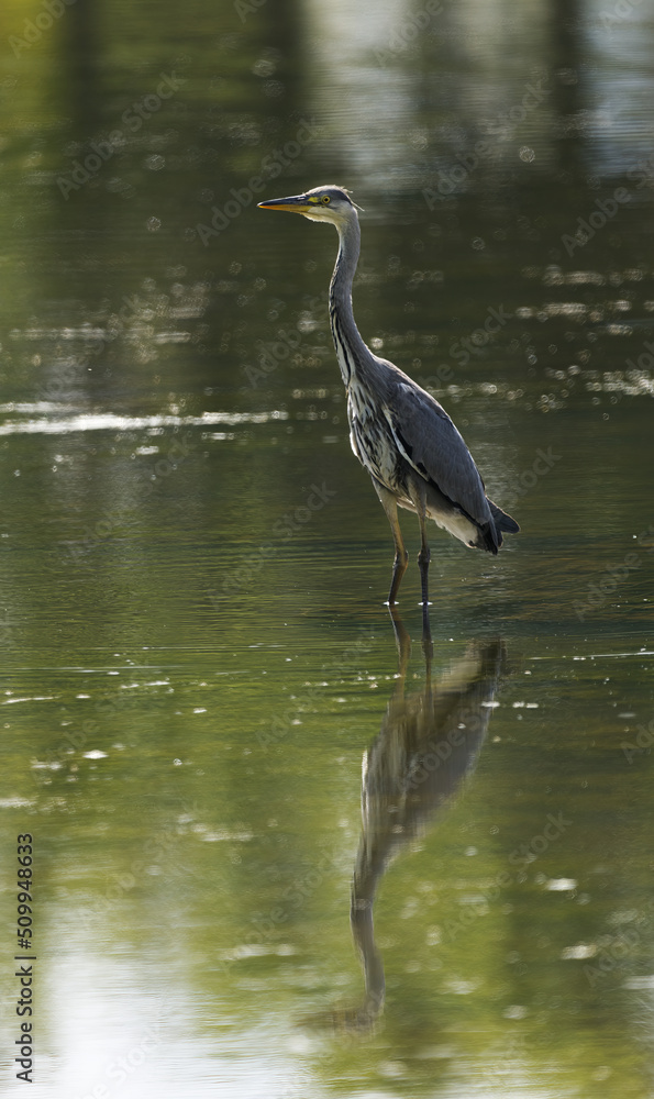 grey heron standing in river grey heron standing in river